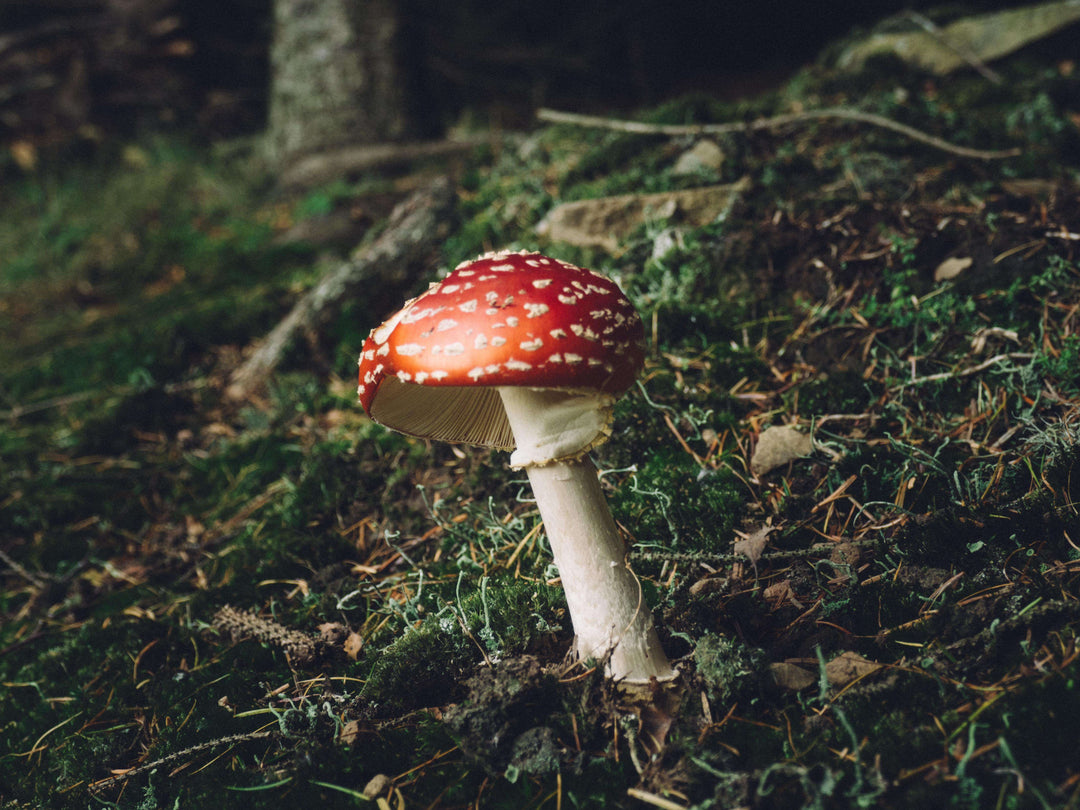 Pilz im Herbst Diamond Painting Waldmotiv