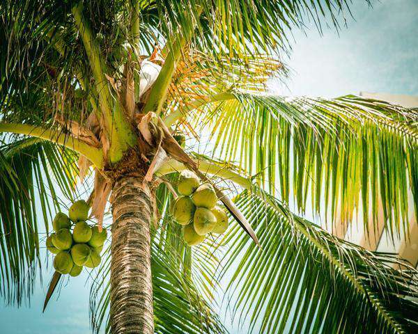 Palmboom Kokosnoten