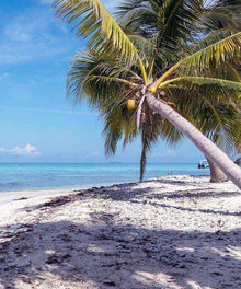 Palmenstrand Diamond Painting mit tropischer Palme und blauem Meer