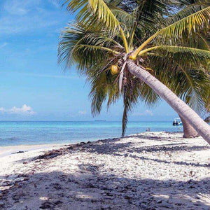 Palmenstrand Diamond Painting mit tropischer Palme und blauem Meer