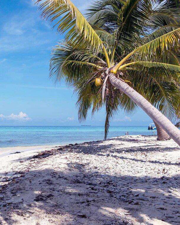 Palmenstrand Diamond Painting mit tropischer Palme und blauem Meer