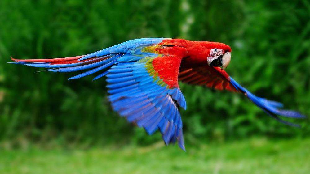Fliegender Ara Papagei Diamond Painting mit roten und blauen Federn