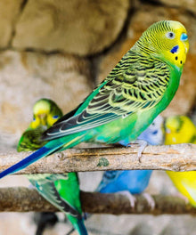 Wellensittiche zusammen Diamond Painting Vogelmotiv