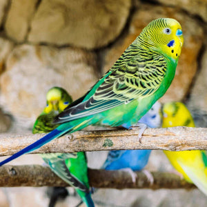 Wellensittiche zusammen Diamond Painting Vogelmotiv
