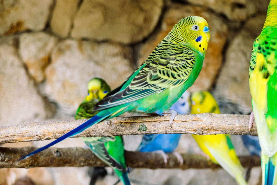 Wellensittiche zusammen Diamond Painting Vogelmotiv
