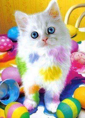 Osterkatze mit bunten Eiern Diamond Painting
