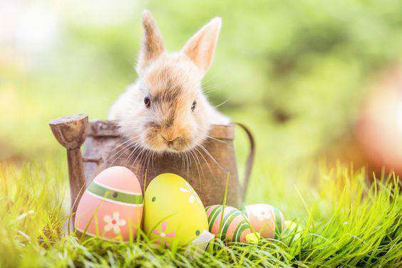 Osterhase im Korb Diamond Painting mit Ostereiern im Gras