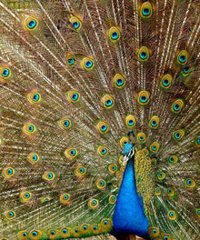 Pfau mit goldenen Federn Diamond Painting