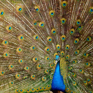 Pfau mit goldenen Federn Diamond Painting
