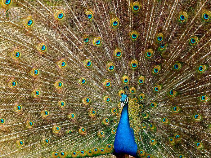 Pfau mit goldenen Federn Diamond Painting