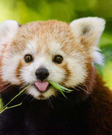 Roter Panda Diamond Painting Tiermotiv
