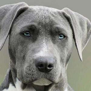 Porträt eines Hundes Diamond Painting