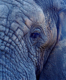 Porträt alter Elefant Diamond Painting