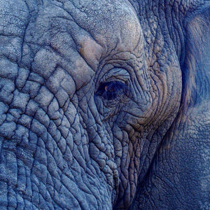 Porträt alter Elefant Diamond Painting