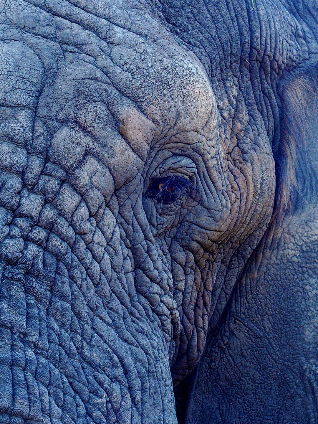 Porträt alter Elefant Diamond Painting