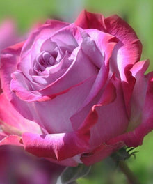 Rosa Rose Diamond Painting mit Blüte in Nahaufnahme