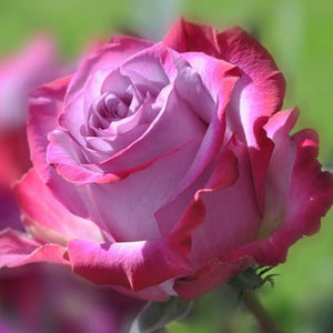 Rosa Rose Diamond Painting mit Blüte in Nahaufnahme