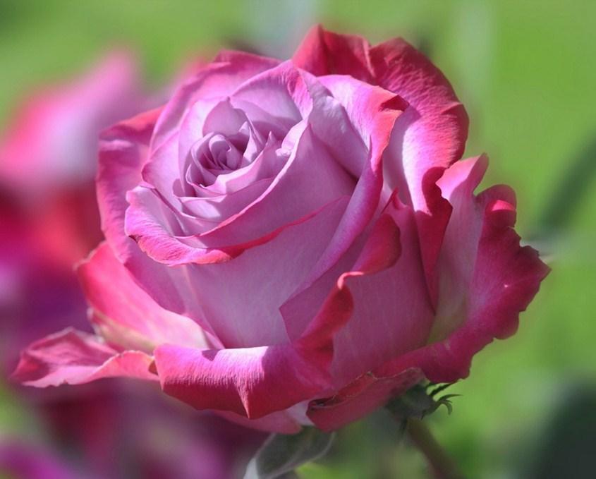 Rosa Rose Diamond Painting mit Blüte in Nahaufnahme