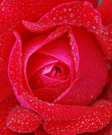 Rote Rose Blumenmotiv Diamond Painting mit Wassertropfen
