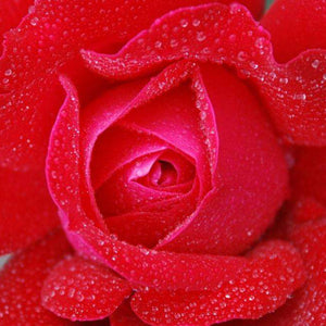 Rote Rose Blumenmotiv Diamond Painting mit Wassertropfen