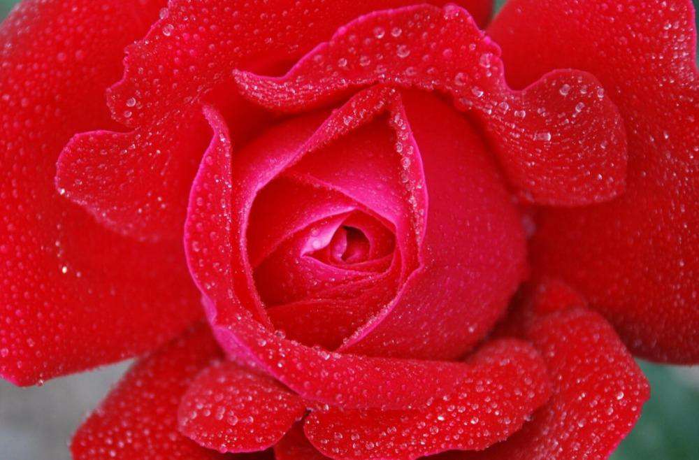 Rote Rose Blumenmotiv Diamond Painting mit Wassertropfen
