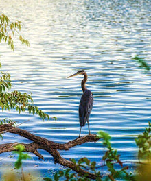 Reiher am See Diamond Painting mit blauem Wasser