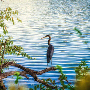 Reiher am See Diamond Painting mit blauem Wasser
