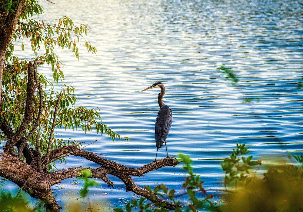 Reiher am See Diamond Painting mit blauem Wasser