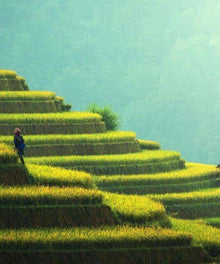 Reisfelder in Asien Diamond Painting Landschaftsmotiv