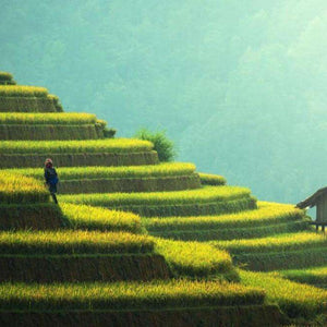 Reisfelder in Asien Diamond Painting Landschaftsmotiv