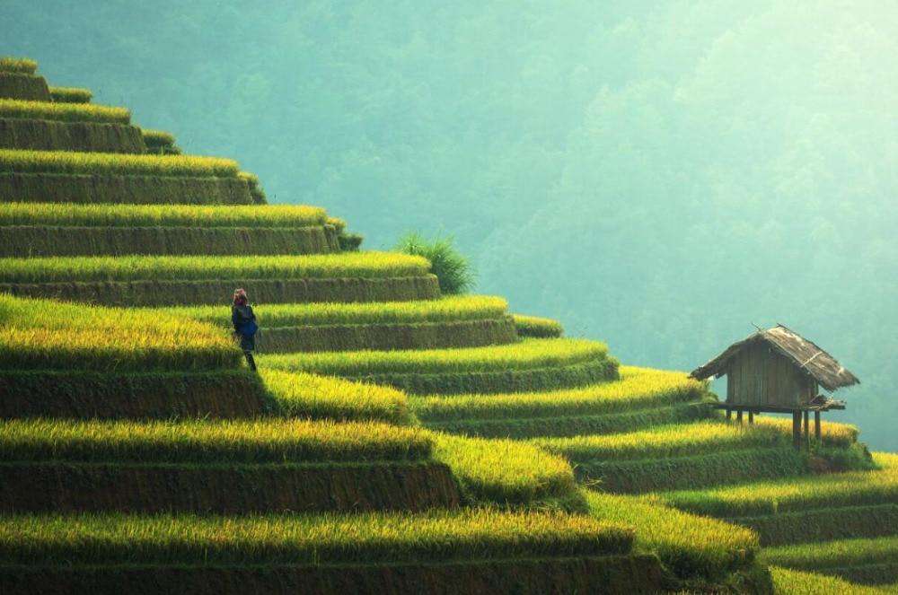Reisfelder in Asien Diamond Painting Landschaftsmotiv