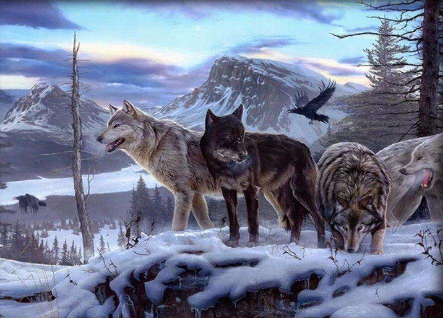 Rocky Mountain Wölfe Diamond Painting