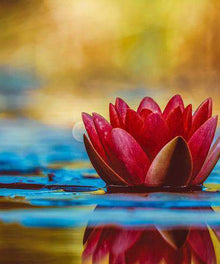 Rote Seerose Diamond Painting mit Wasserreflexion