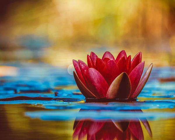 Rote Seerose Diamond Painting mit Wasserreflexion