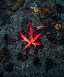 Rotes Herbstblatt Diamond Painting auf dunklem Boden