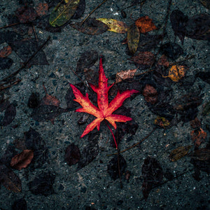 Rotes Herbstblatt Diamond Painting auf dunklem Boden