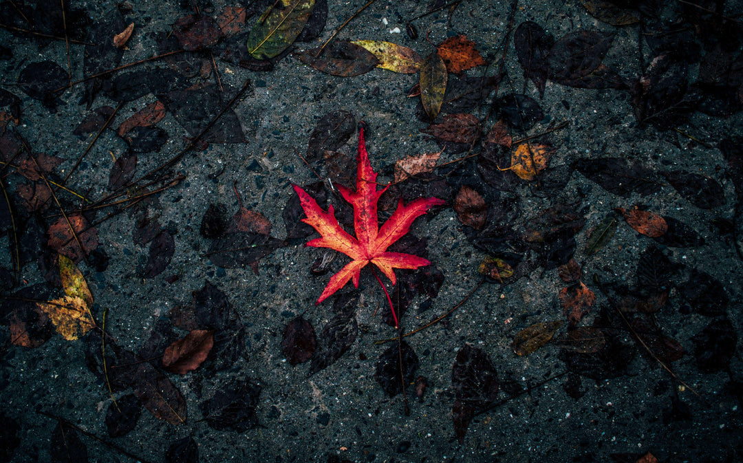 Rotes Herbstblatt Diamond Painting auf dunklem Boden