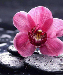 Rosa Orchidee auf schwarzen Steinen Diamond Painting