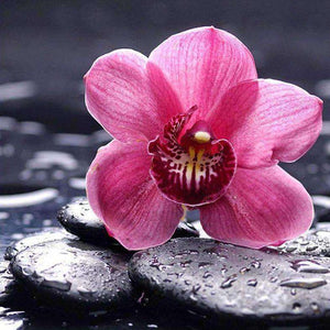 Rosa Orchidee auf schwarzen Steinen Diamond Painting