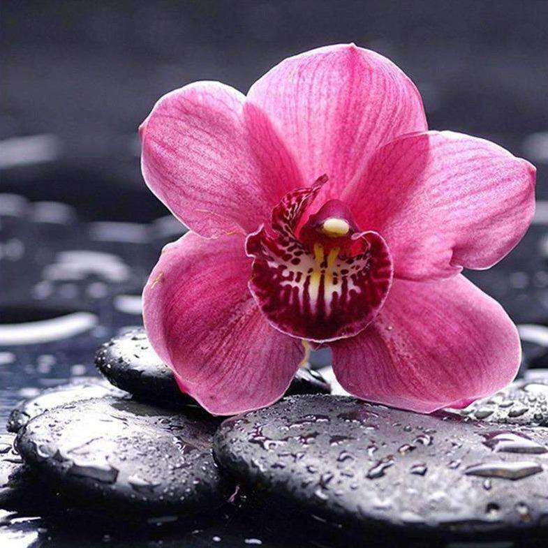 Rosa Orchidee auf schwarzen Steinen Diamond Painting