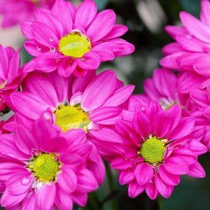 Pinkfarbene Gänseblümchen Diamond Painting