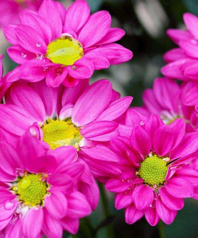 Pinkfarbene Gänseblümchen Diamond Painting