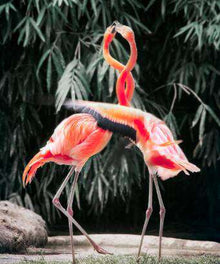 Zwei rosa Flamingos Diamond Painting