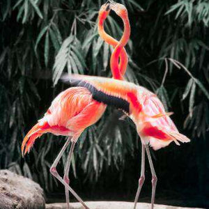 Zwei rosa Flamingos Diamond Painting