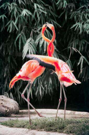 Zwei rosa Flamingos Diamond Painting