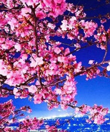 Sakura Baum Diamond Painting mit Kirschblüten bei Nacht