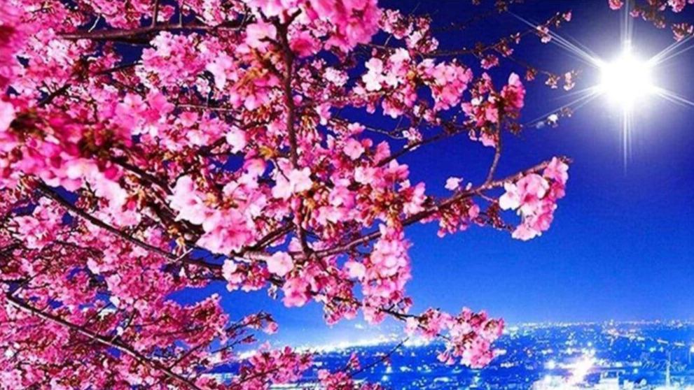 Sakura Baum Diamond Painting mit Kirschblüten bei Nacht