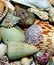 Muscheln am Strand Diamond Painting mit maritimem Motiv