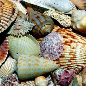 Muscheln am Strand Diamond Painting mit maritimem Motiv