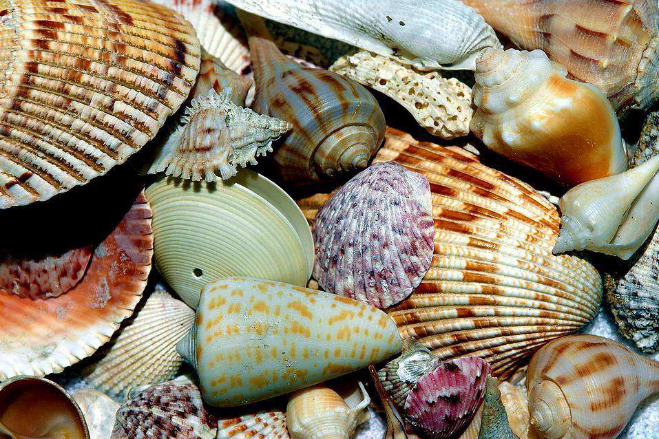 Muscheln am Strand Diamond Painting mit maritimem Motiv